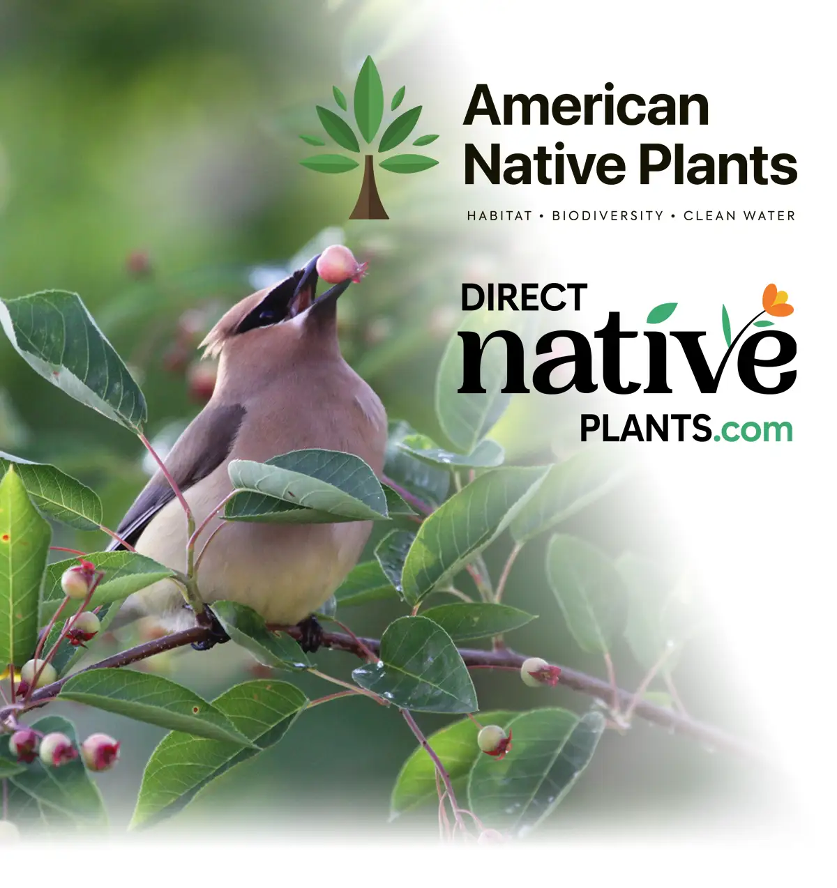 American Native Plants case study preview